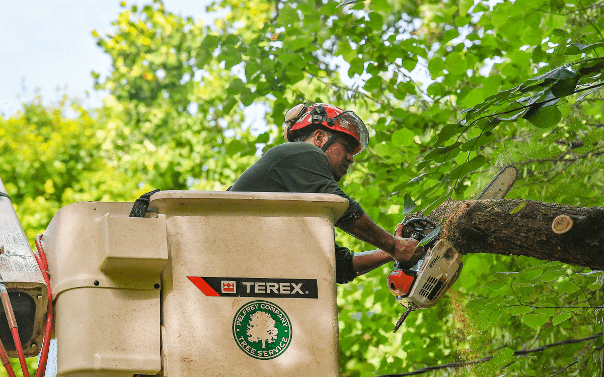Bucket truck tree pruning
