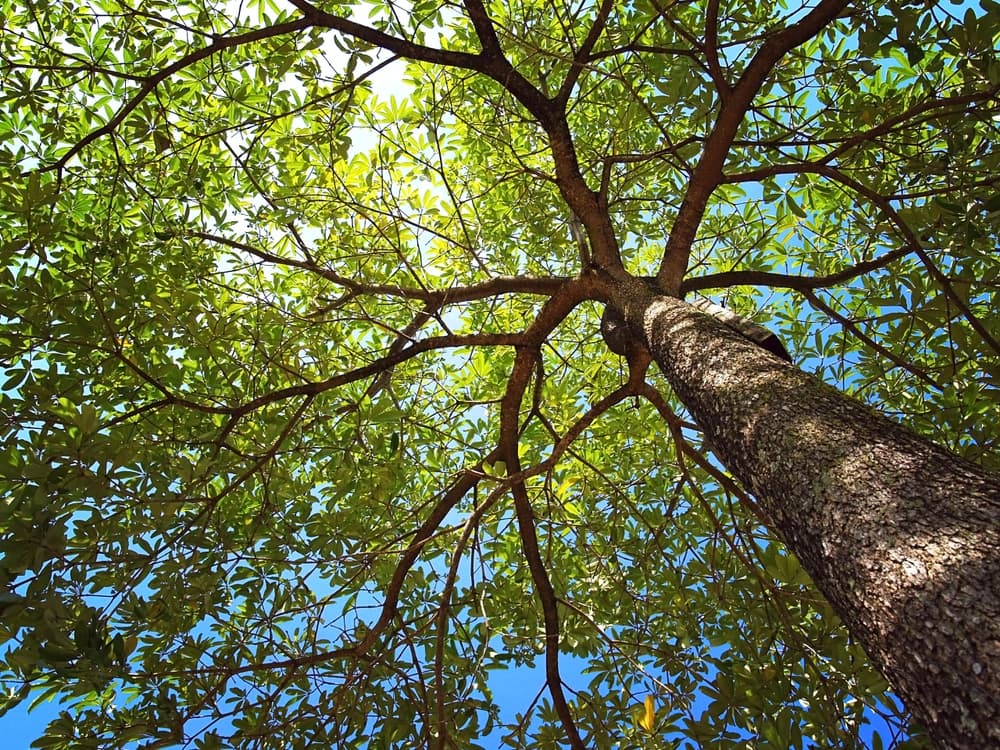 Healthy tree canopy viewed from below showing full foliage