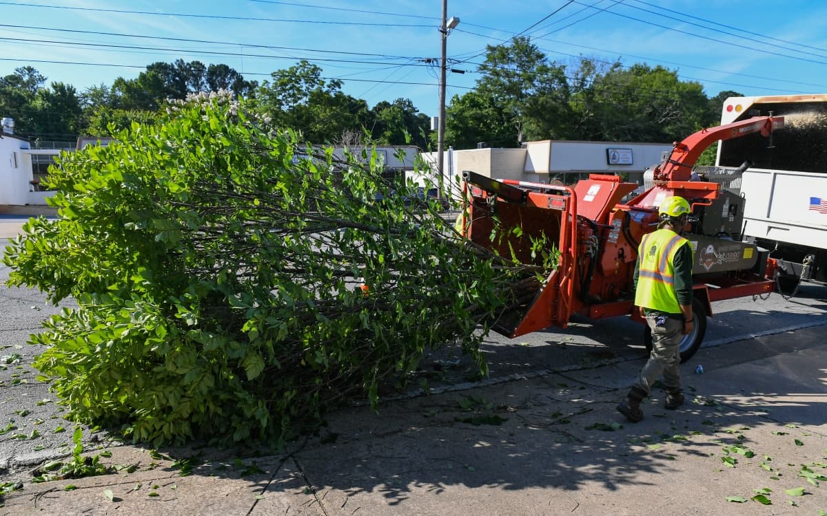 Crew feeding branches into wood chipper after removal