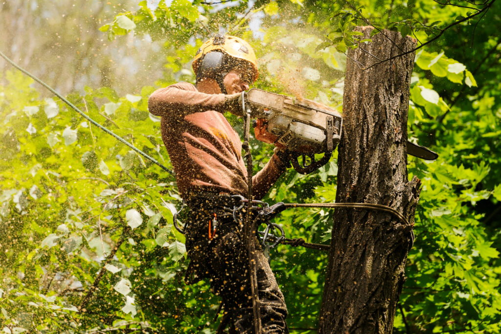 Beyond the Basics: Elevating Your Commercial Property with Expert Tree Care