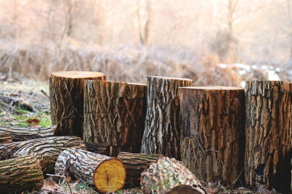 Stop Sabotaging Your Property Value! The Shocking Truth About Stumps