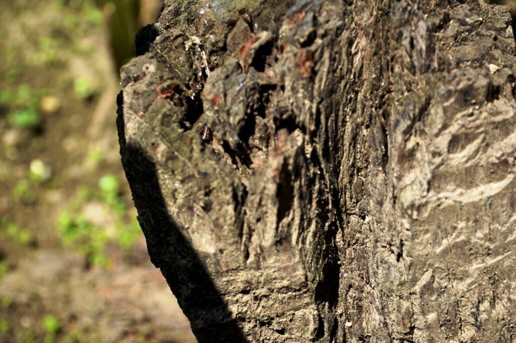 Don’t Let Your Trees Become a Threat: The Importance of Safe Trimming