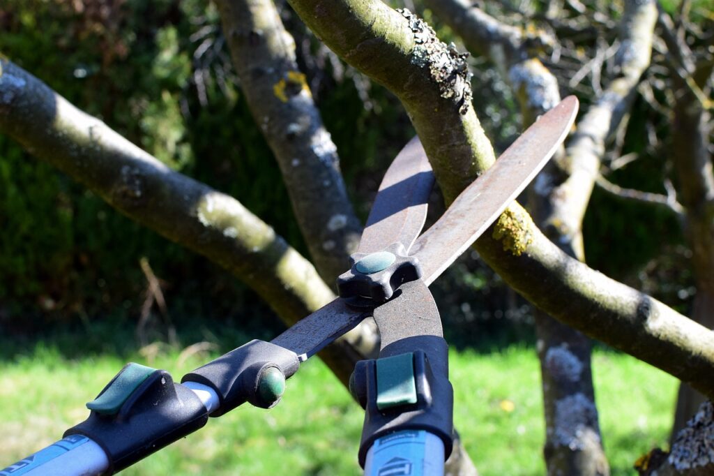 How Often Should You Be Pruning Large Trees in Your Backyard or Property?