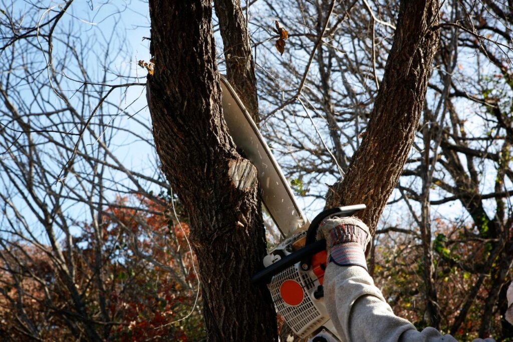 Tree Pruning: The Story of the Unpruned Tree