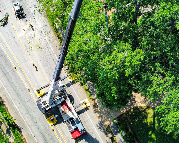 Cost of Crane Work for Tree Services in Nashville, TN